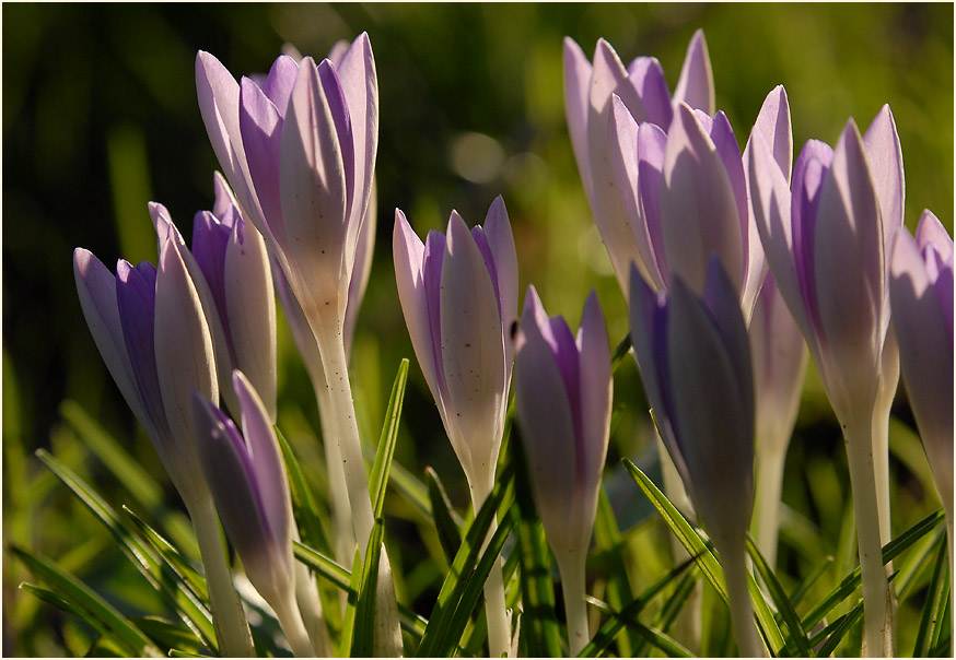 Krokus (Crocus)