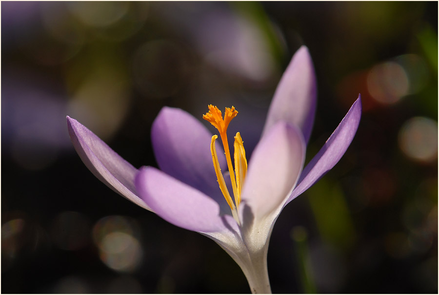 Krokus (Crocus)