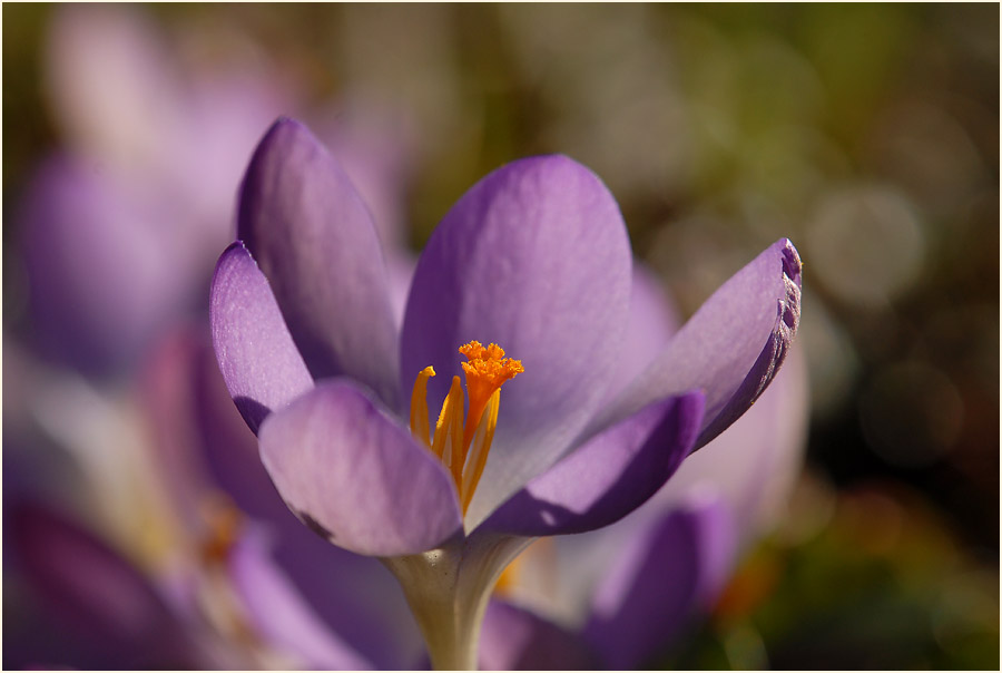 Krokus (Crocus)