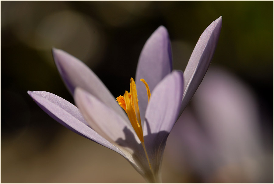 Krokus (Crocus)