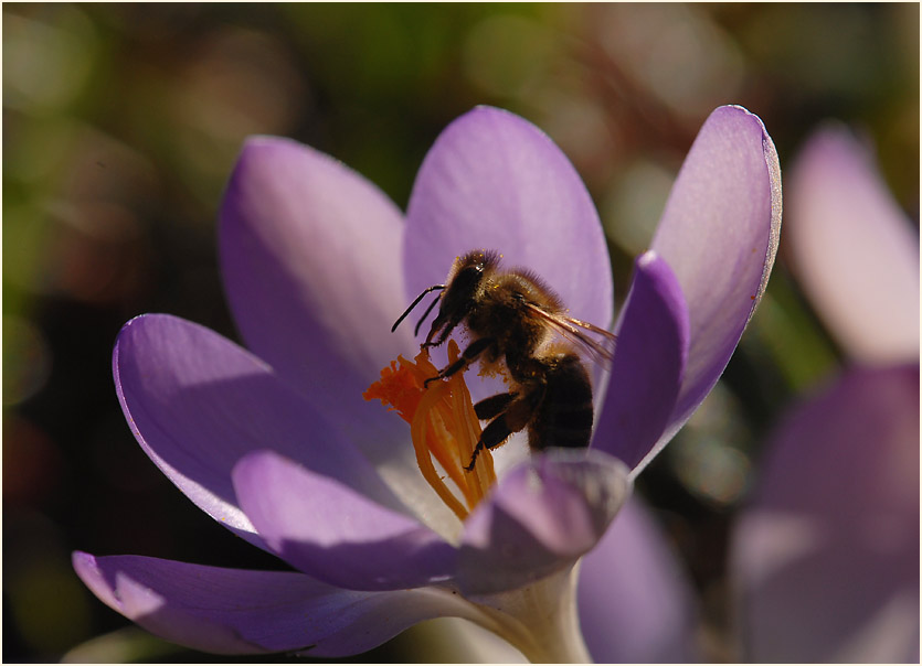 Krokus (Crocus)