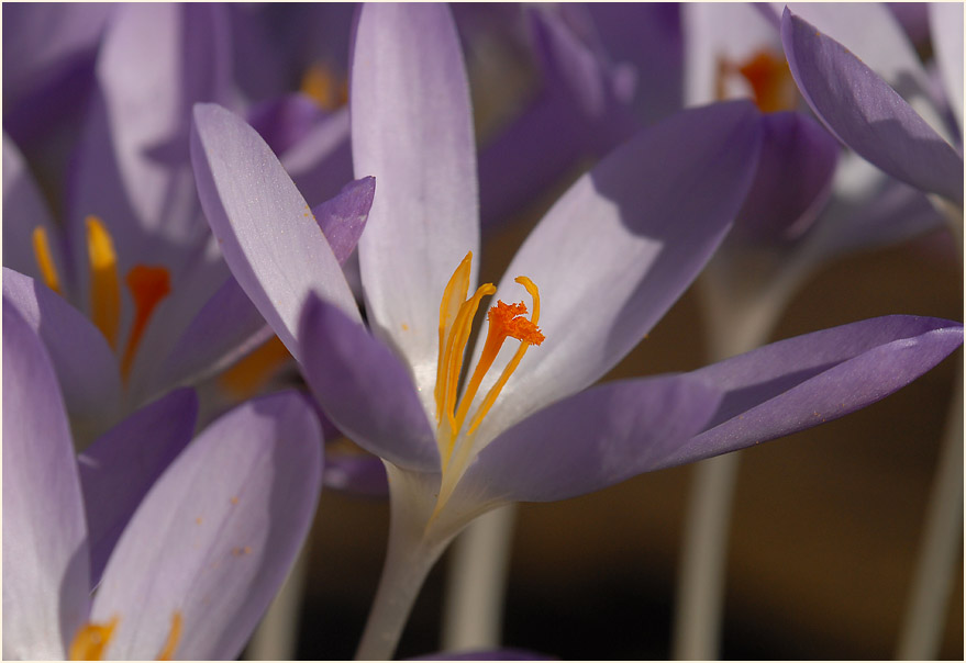 Krokus (Crocus)