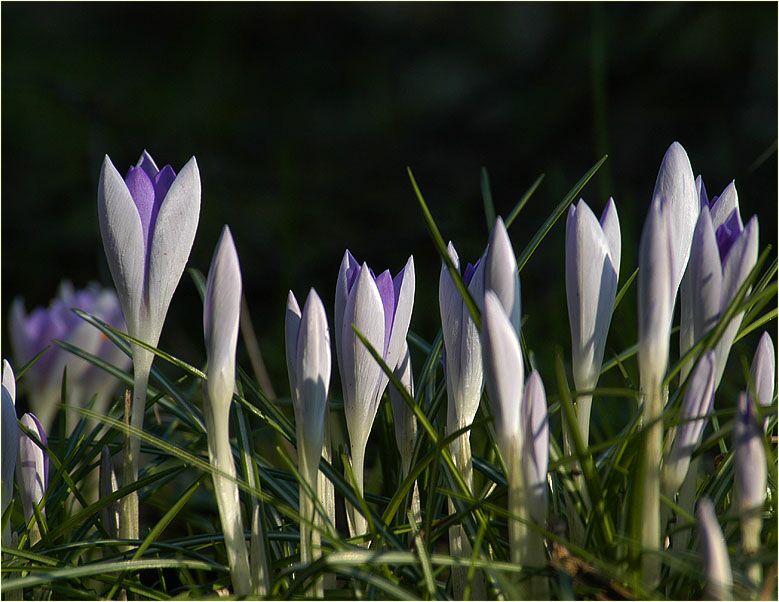 Krokus (Crocus)