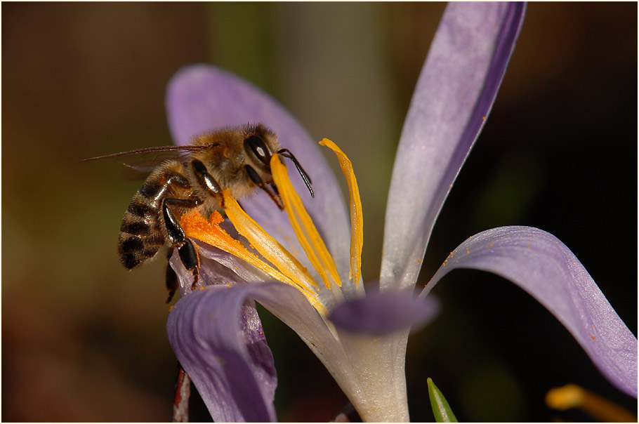 Biene besucht Krokus (Crocus)