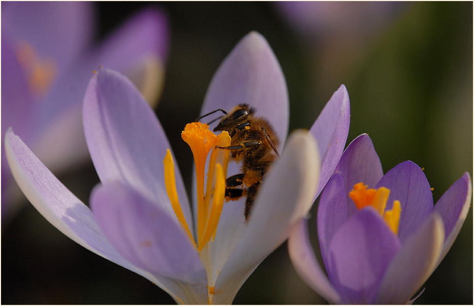 Biene besucht Krokus (Crocus)