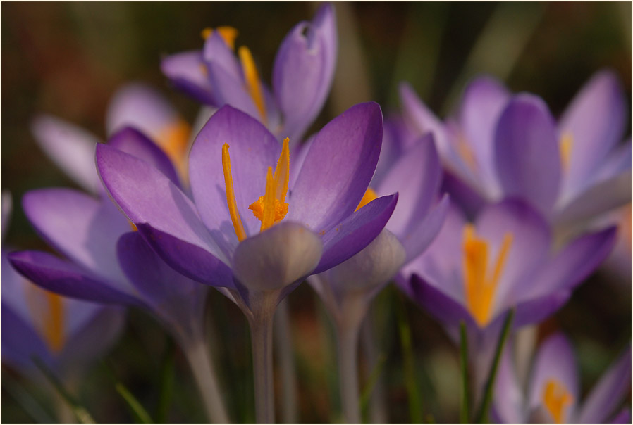 Krokus (Crocus)