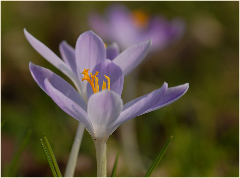 Krokus (Crocus)