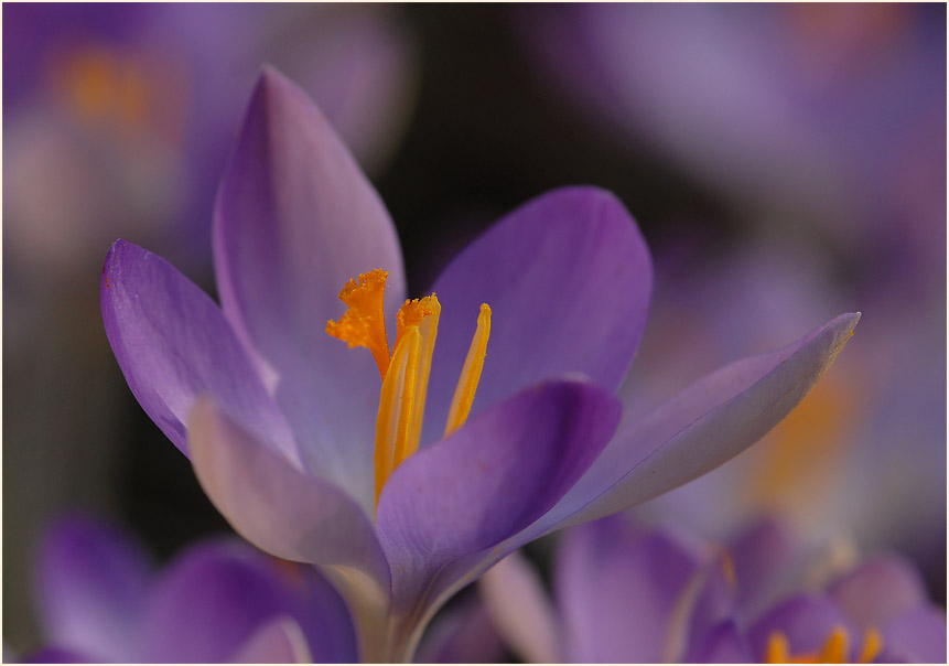 Krokus (Crocus)