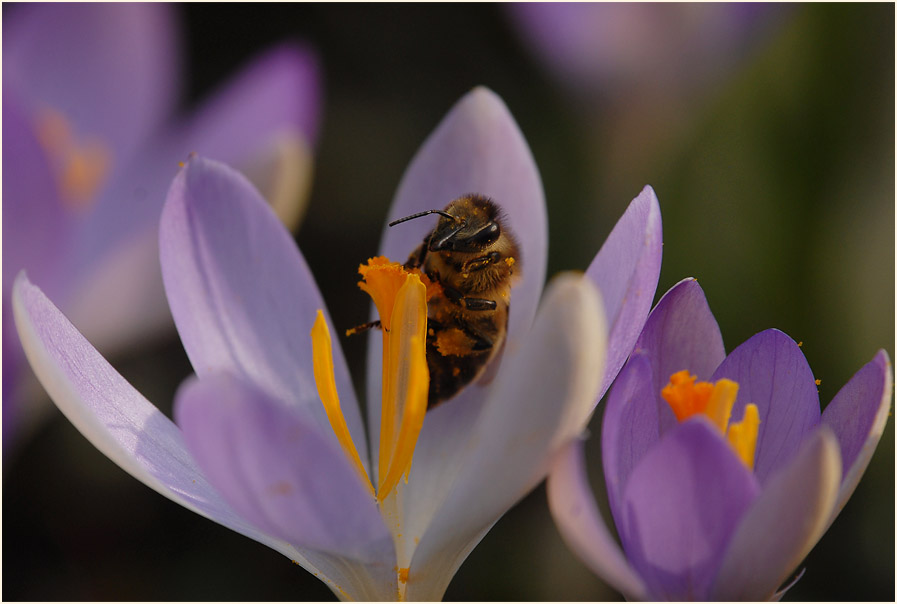 Krokus (Crocus)