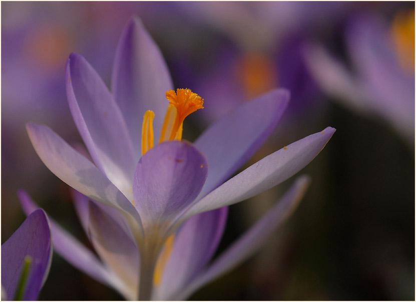 Krokus (Crocus)