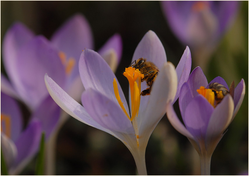 Krokus (Crocus)