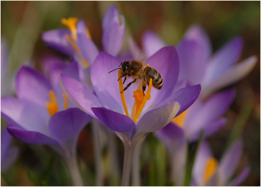 Krokus (Crocus)