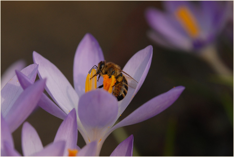 Krokus (Crocus)