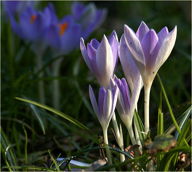 Krokus (Crocus)