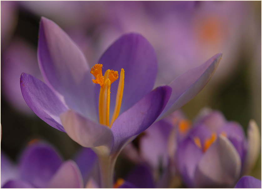 Krokus (Crocus)