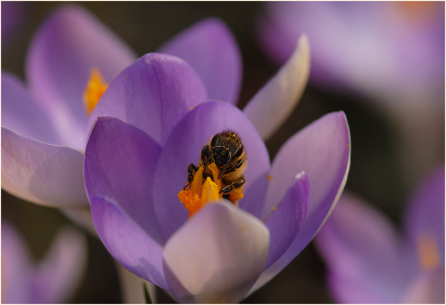 Krokus (Crocus)