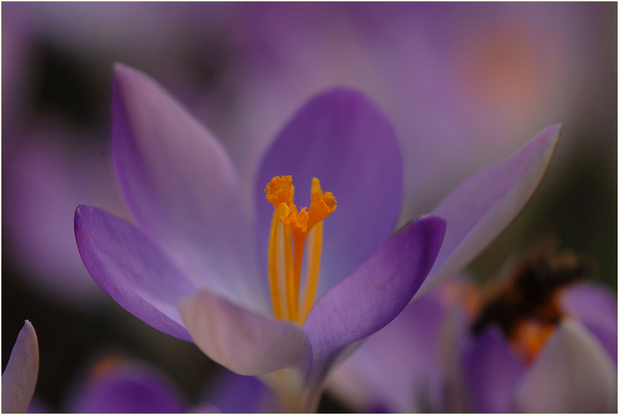 Krokus (Crocus)