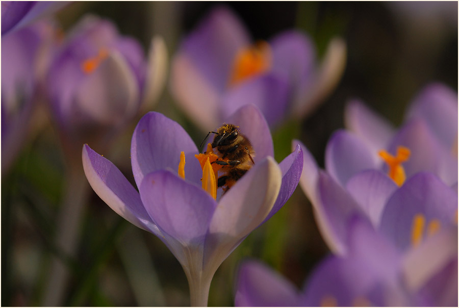 Krokus (Crocus)