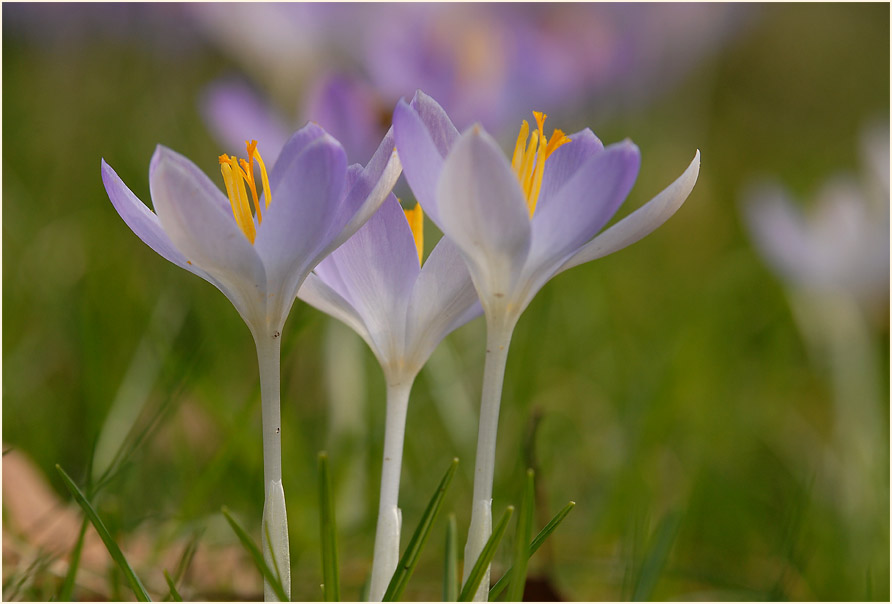 Krokus (Crocus)