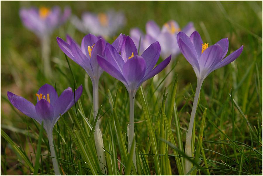 Krokus (Crocus)