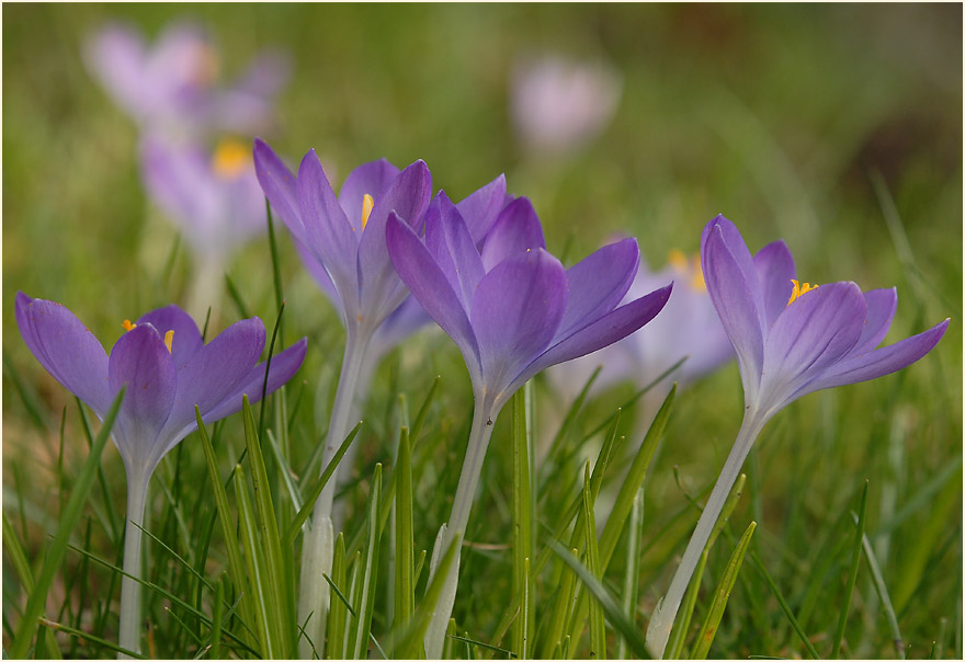 Krokus (Crocus)