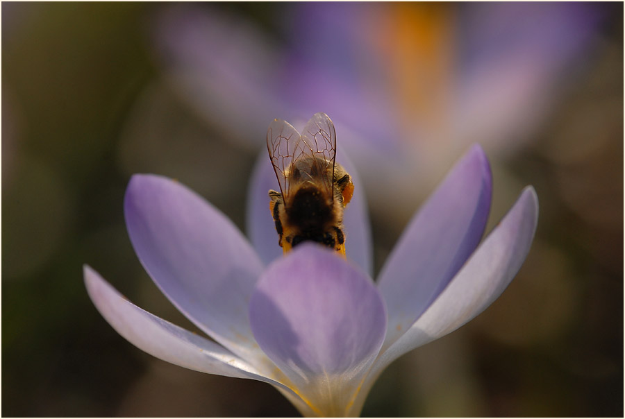 Krokus (Crocus)