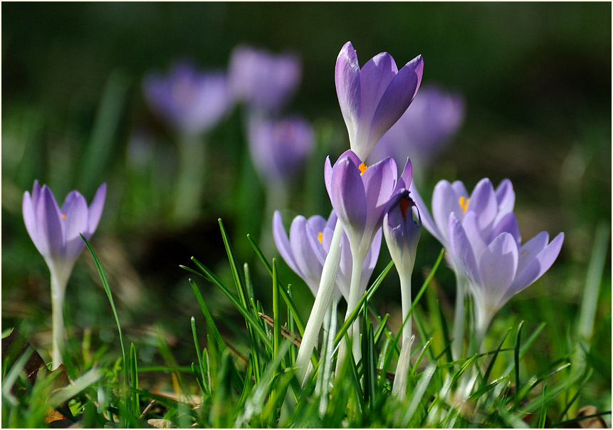 Krokus (Crocus)