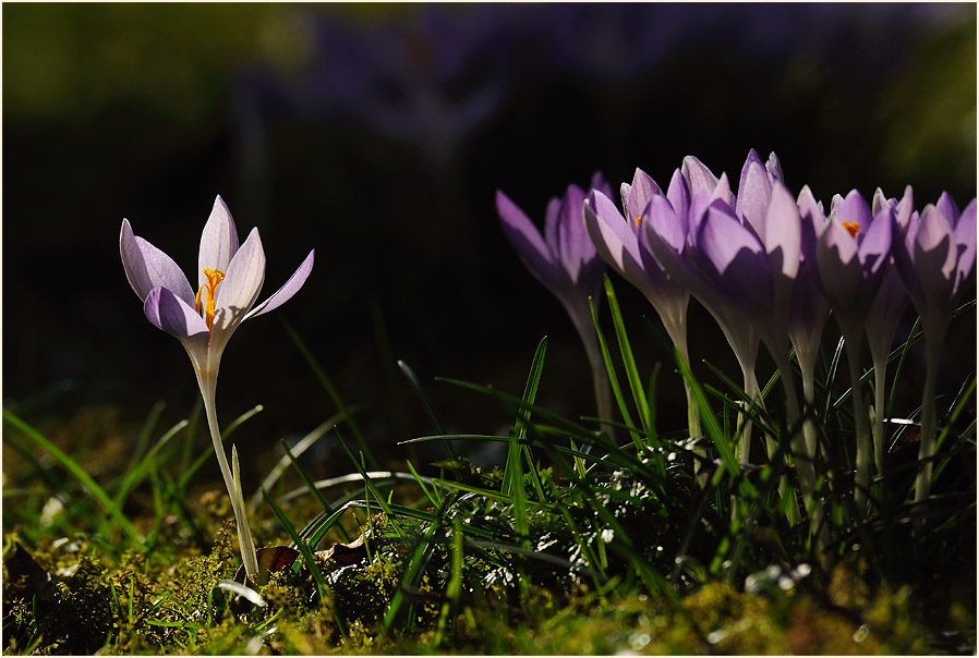 Krokus (Crocus)