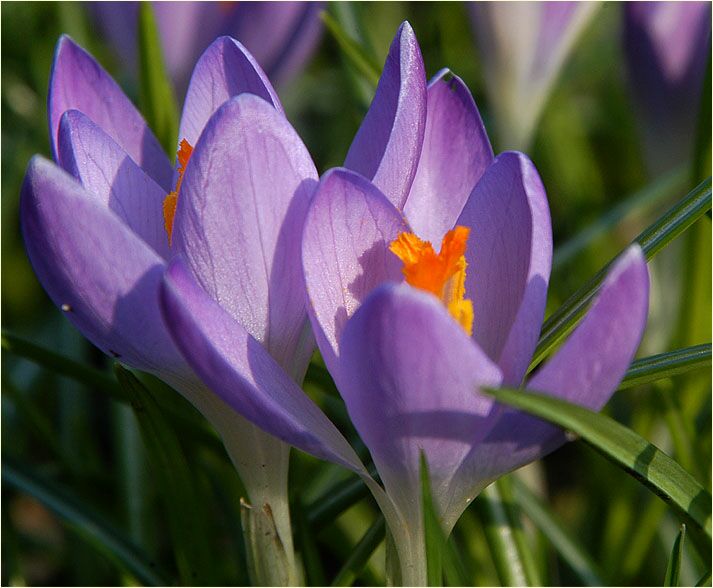 Krokus (Crocus)