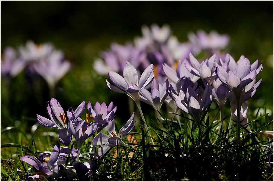 Krokus (Crocus)