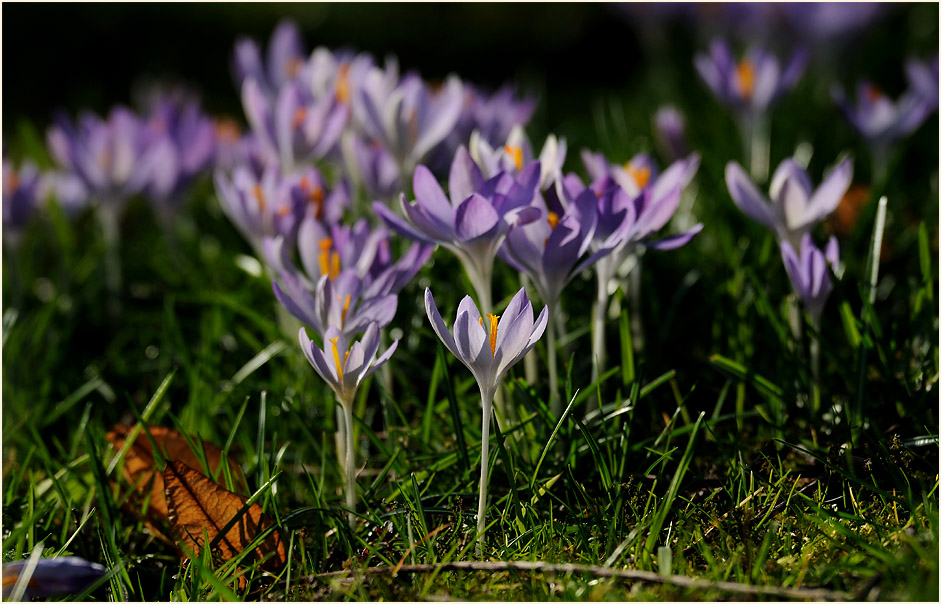 Krokus (Crocus)