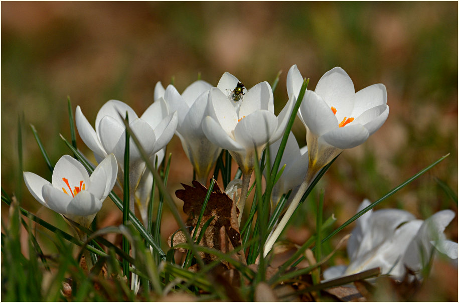 Krokus (Crocus)