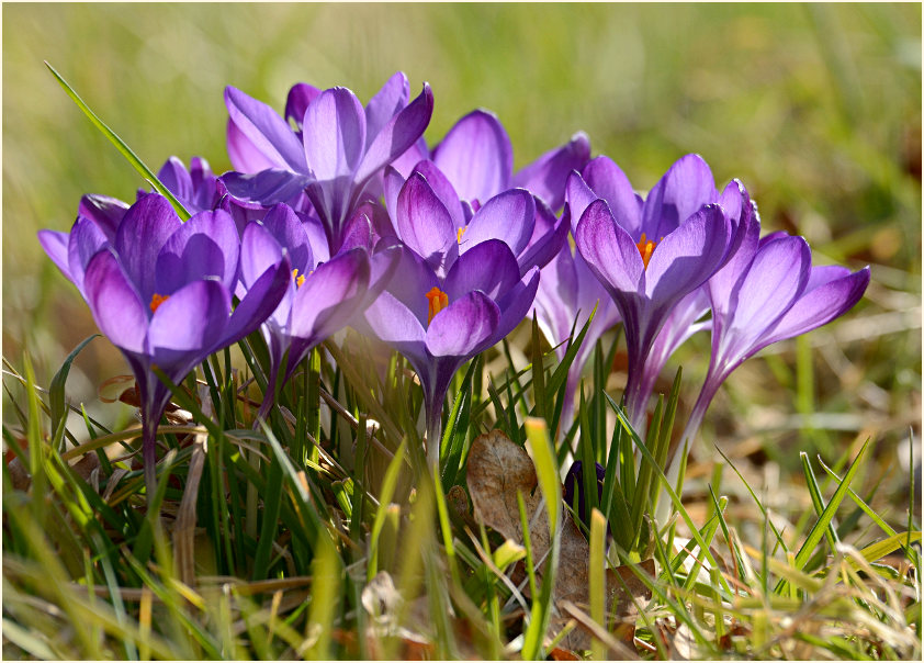 Krokus (Crocus)