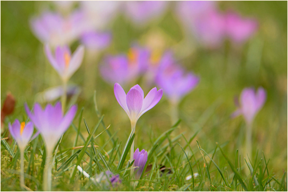 Krokus (Crocus)