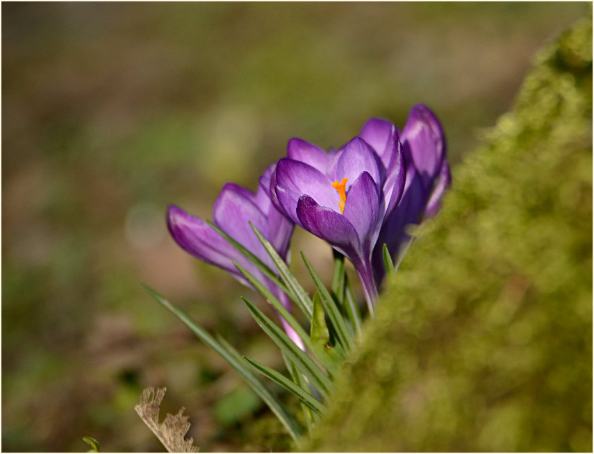 Krokus (Crocus)