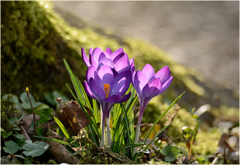 Krokus (Crocus)