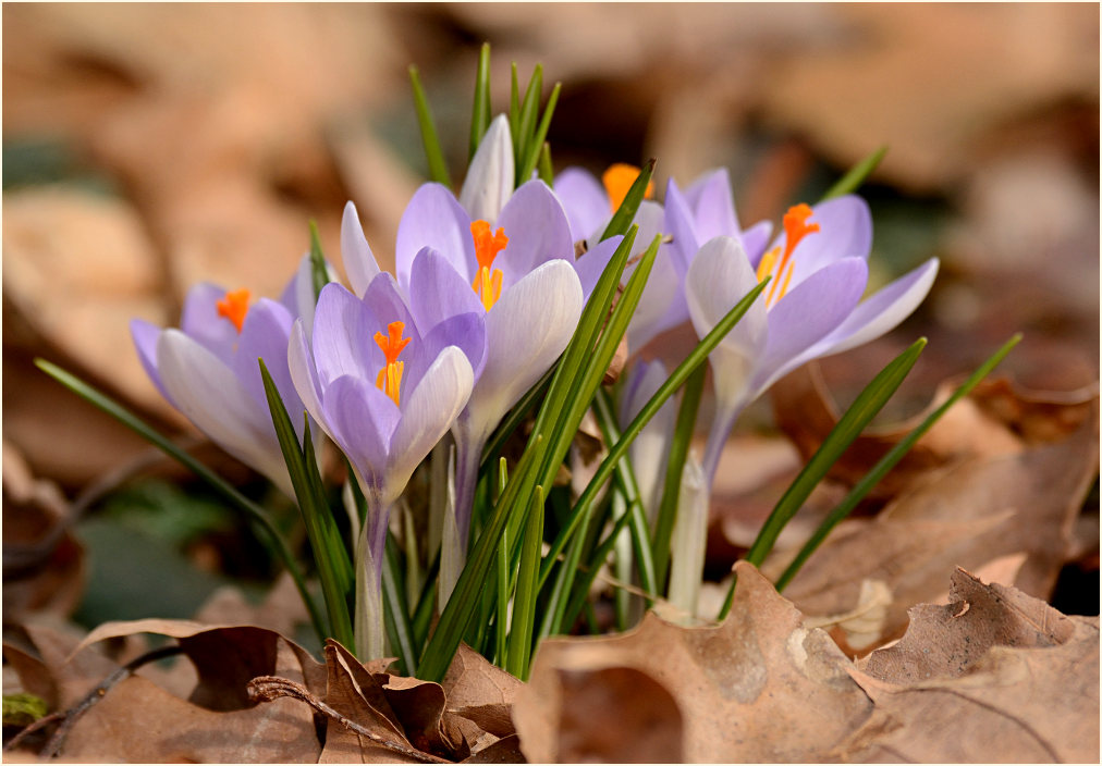 Krokus (Crocus)