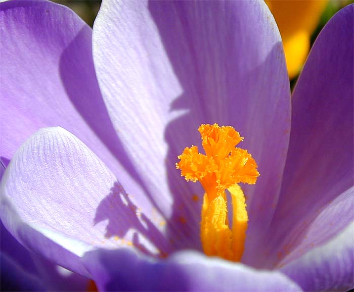 Krokus (Crocus)