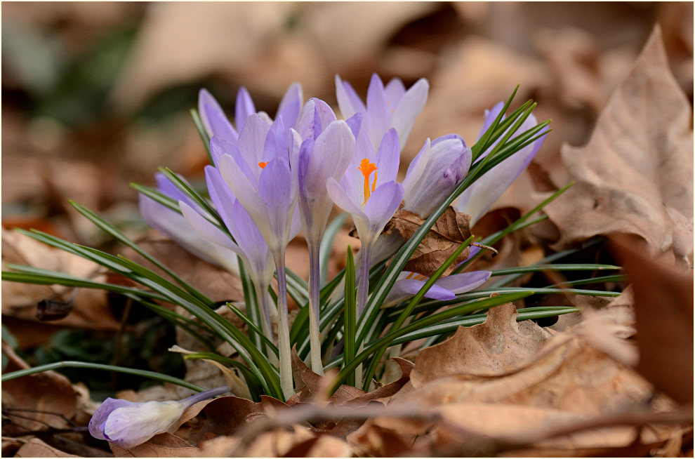 Krokus (Crocus)