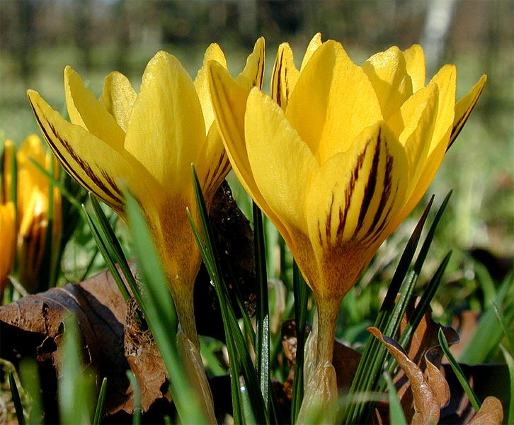 Krokus (Crocus)