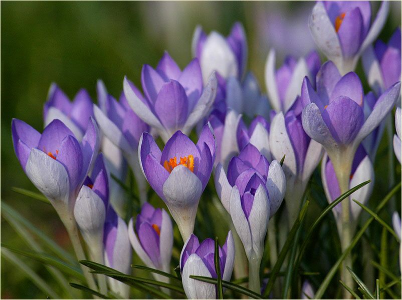 Krokus (Crocus)