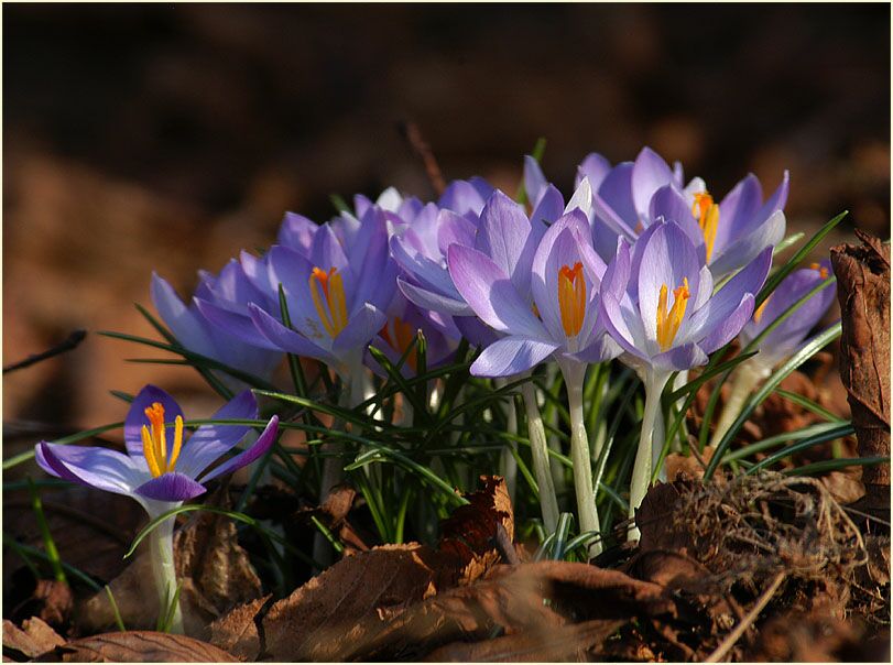 Krokus (Crocus)