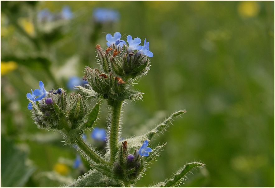 Acker-Krummhals (Anchusa arvensis)