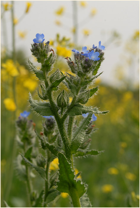 Acker-Krummhals (Anchusa arvensis)