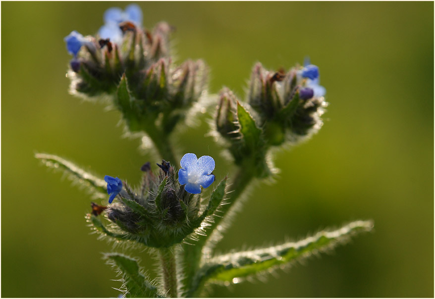 Acker-Krummhals (Anchusa arvensis)