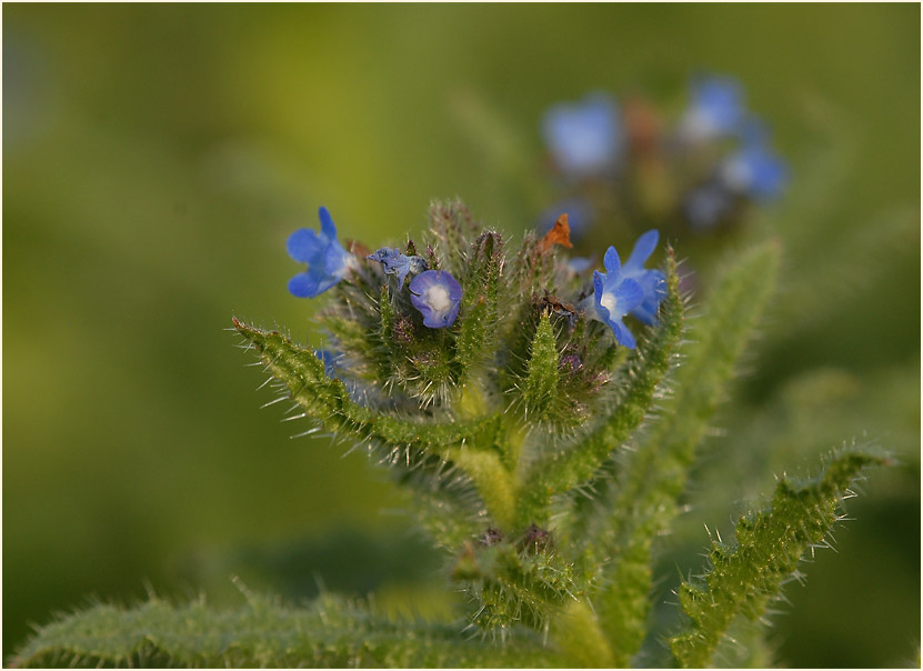 Acker-Krummhals (Anchusa arvensis)