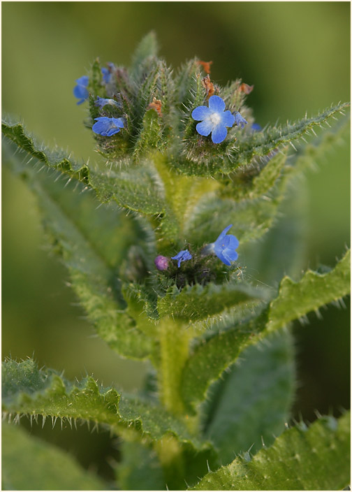 Acker-Krummhals (Anchusa arvensis)