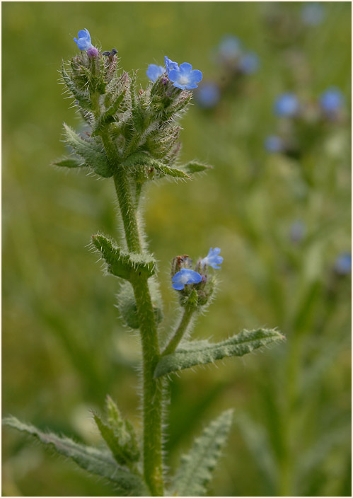 Acker-Krummhals (Anchusa arvensis)