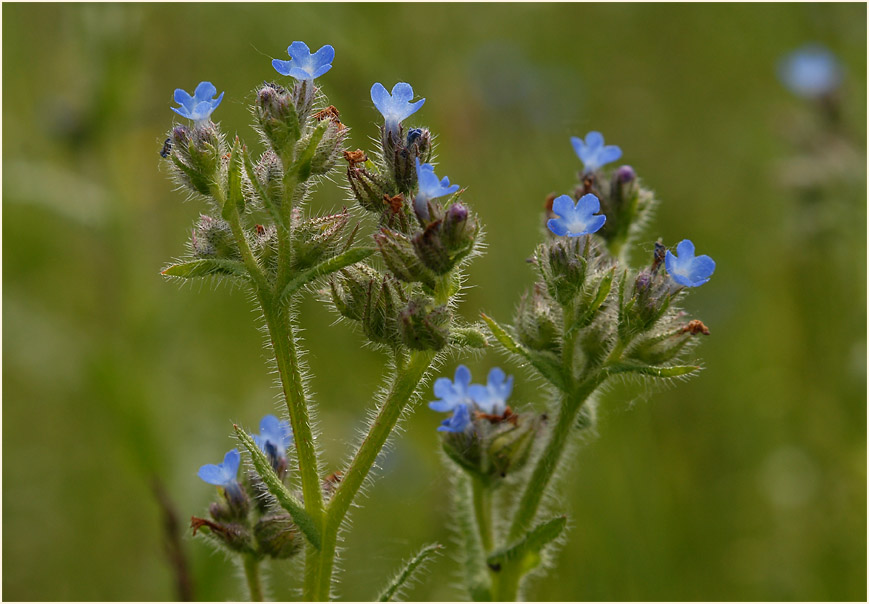 Acker-Krummhals (Anchusa arvensis)