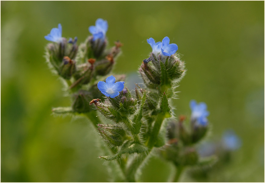 Acker-Krummhals (Anchusa arvensis)